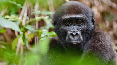 Report on apes and agriculture