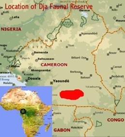 Back To Initiative  Share: FacebookXLinkedInPrintFriendly A new hope for Cameroon’s Ebony tree through a successful Public-Private-Partnership between local communities and a thriving guitar business