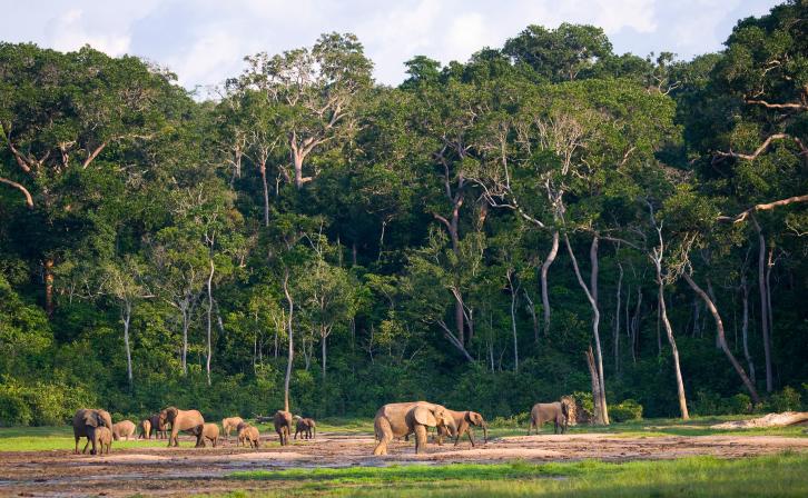 Dja landscape Af Wildlife foundation