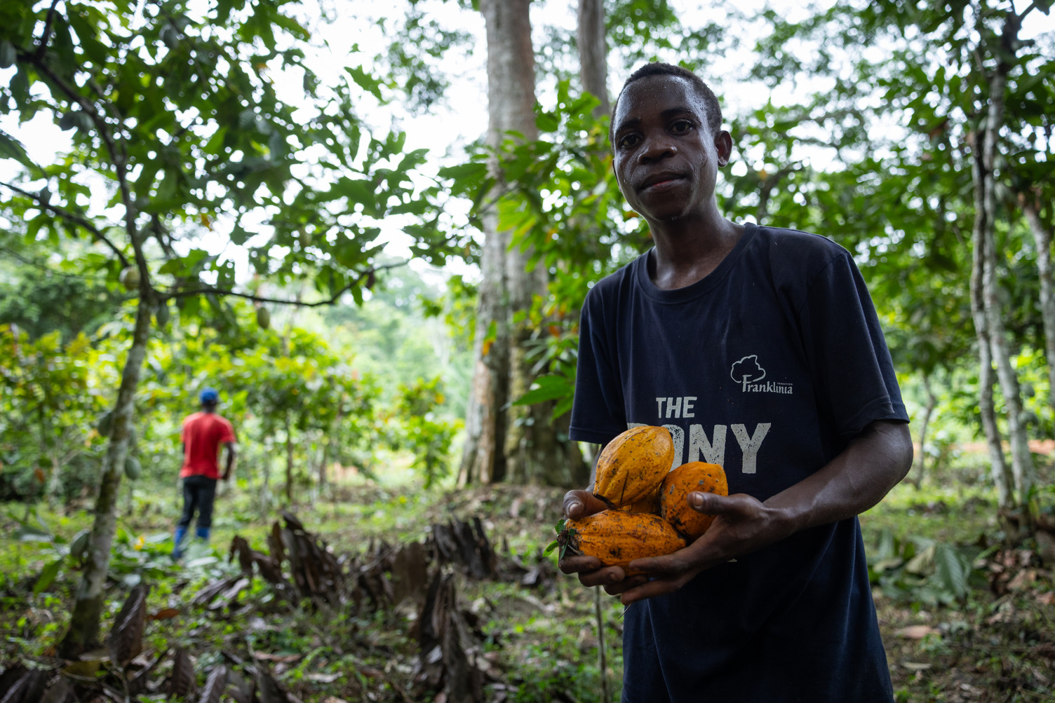 ebony_UNEP_Congo Basin_Cameroon_WS