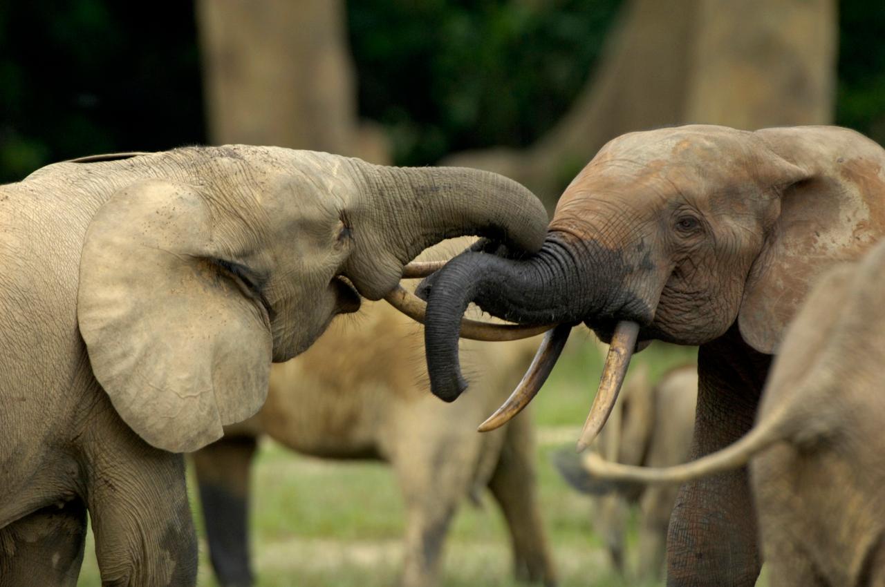 Lobeke-National-Park1-elephants