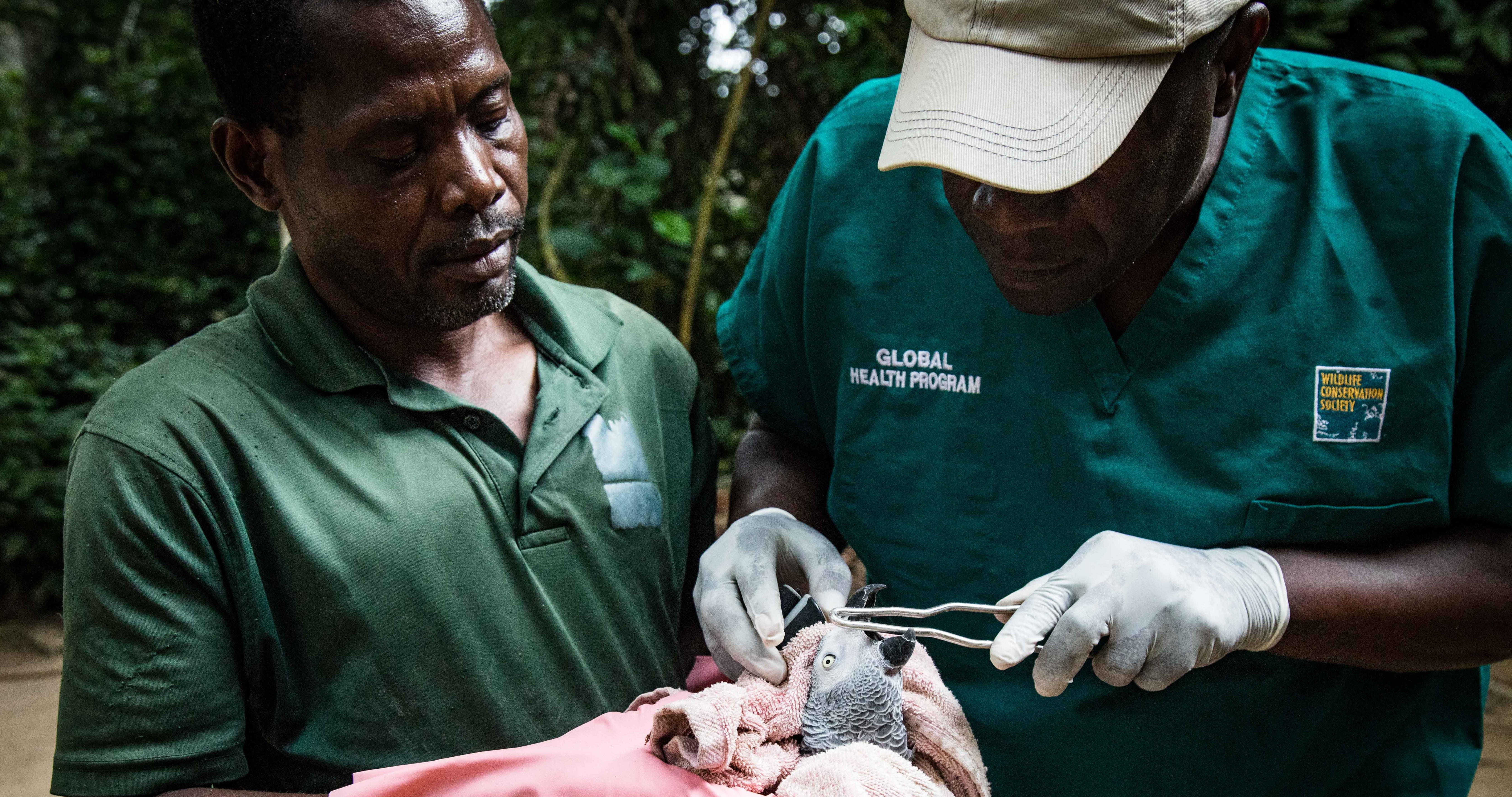 WCS_Congo_-_copyright_Scott_Ramsay_www.scottramsay