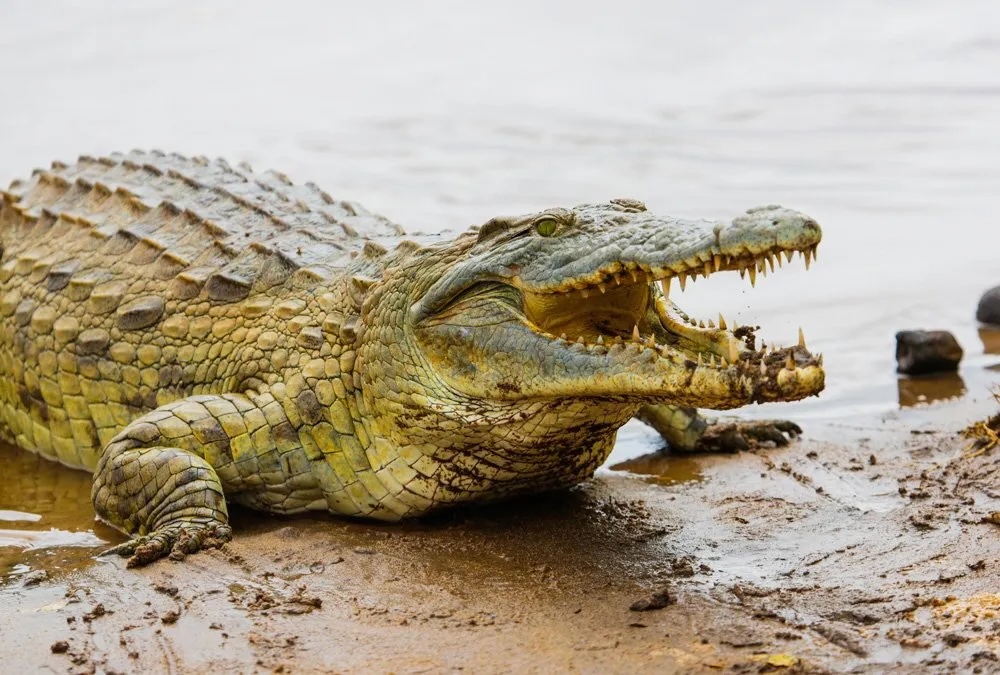 nile-crocodile
