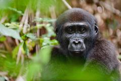 Congo Basin Landscapes Initiative Releases Report on Apes and Agriculture