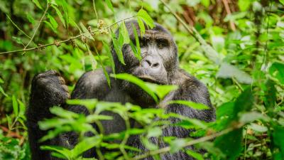 gorilla