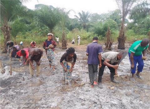 Planting of cassava
