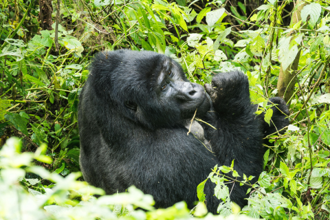 Thematic group-Biodiversity_Wildlife