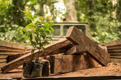 plank and plant Ebony project