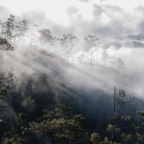 GEF Congo Basin Sustainable Landscapes Impact Program officially launched