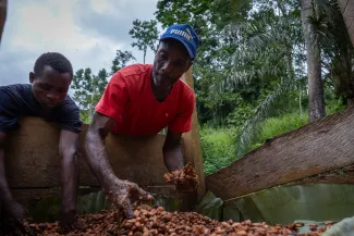 Men caring for cacao