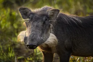 Phacochoerus africanus, Chinko Natural Preserve, Central African Republic