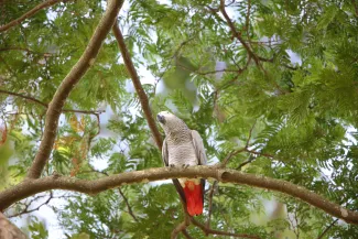 African-grey-parrot