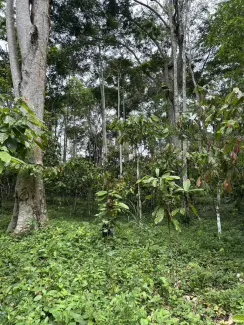 Cameroon forest 
