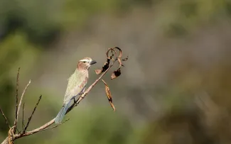 Equatorial Guinea bird