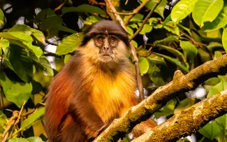 Eq-Guinea-Pennant's red colobus monke