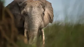 Elephant-Gabon-Nicole-Adobe Stock