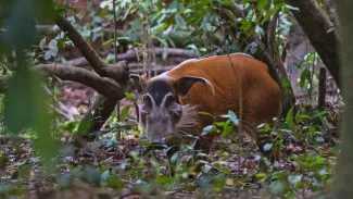 Gabon-Red-river-hog-mongabay