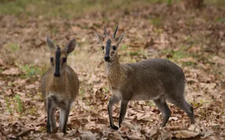 Sylvicapra grimmia, Chinko Natural Preserve, Central African Republic