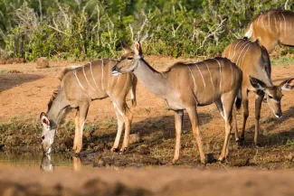 beautiful-shot-wild-african-antelopes-near-lake