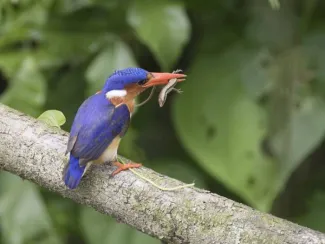 saotome.-SUNDY-PRÍNCIPE-Príncipe-Kingfisher-
