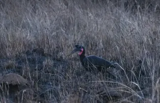 CAR_Abyssinian ground hornbil