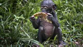 Cop protected areas and wildlife