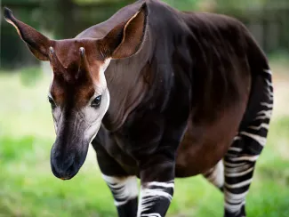 Okapi Istock