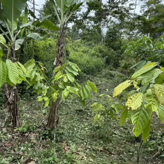 field in forest