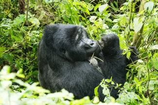 Thematic group-Biodiversity_Wildlife