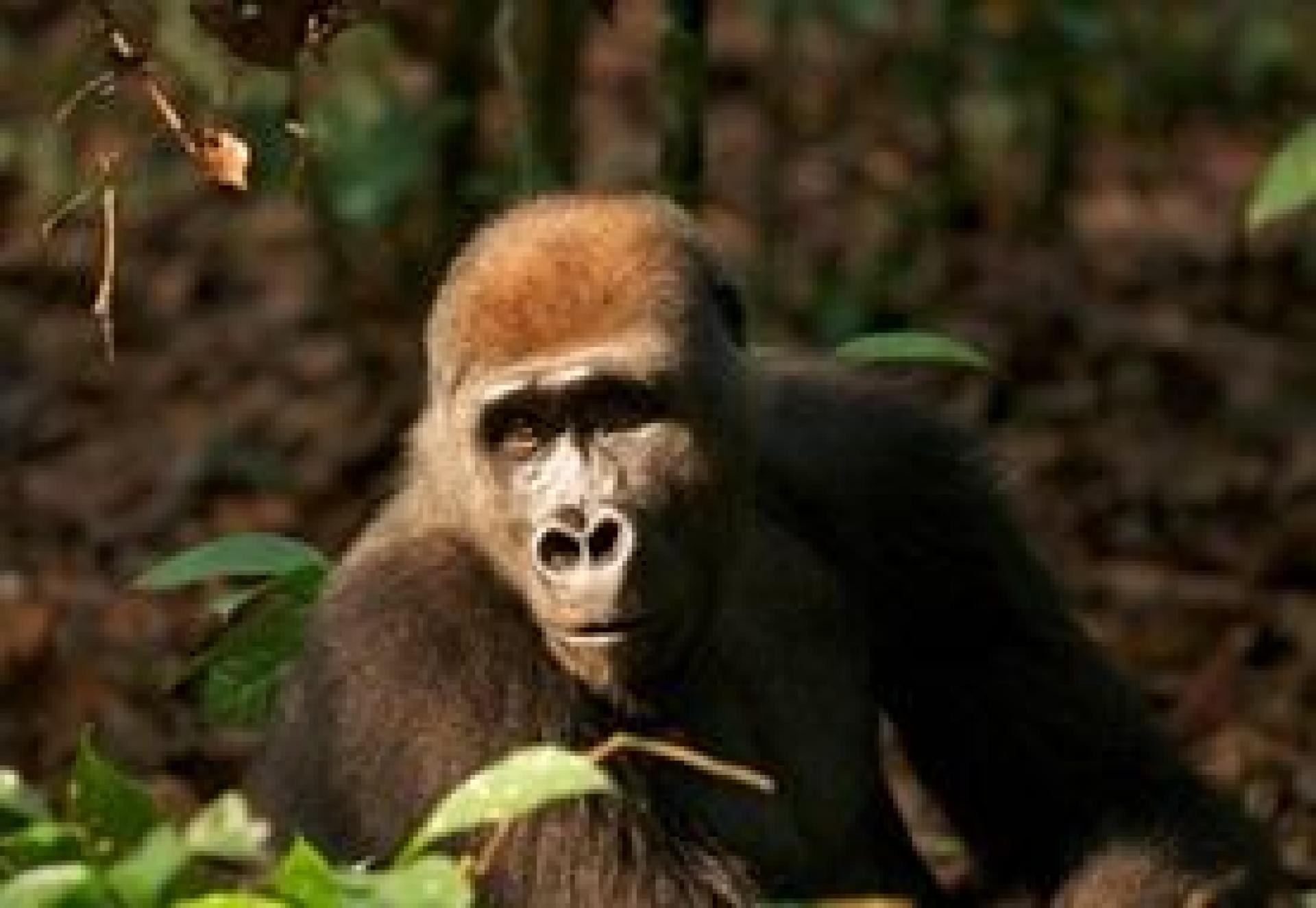 Study produces first oil palm map for Central Africa