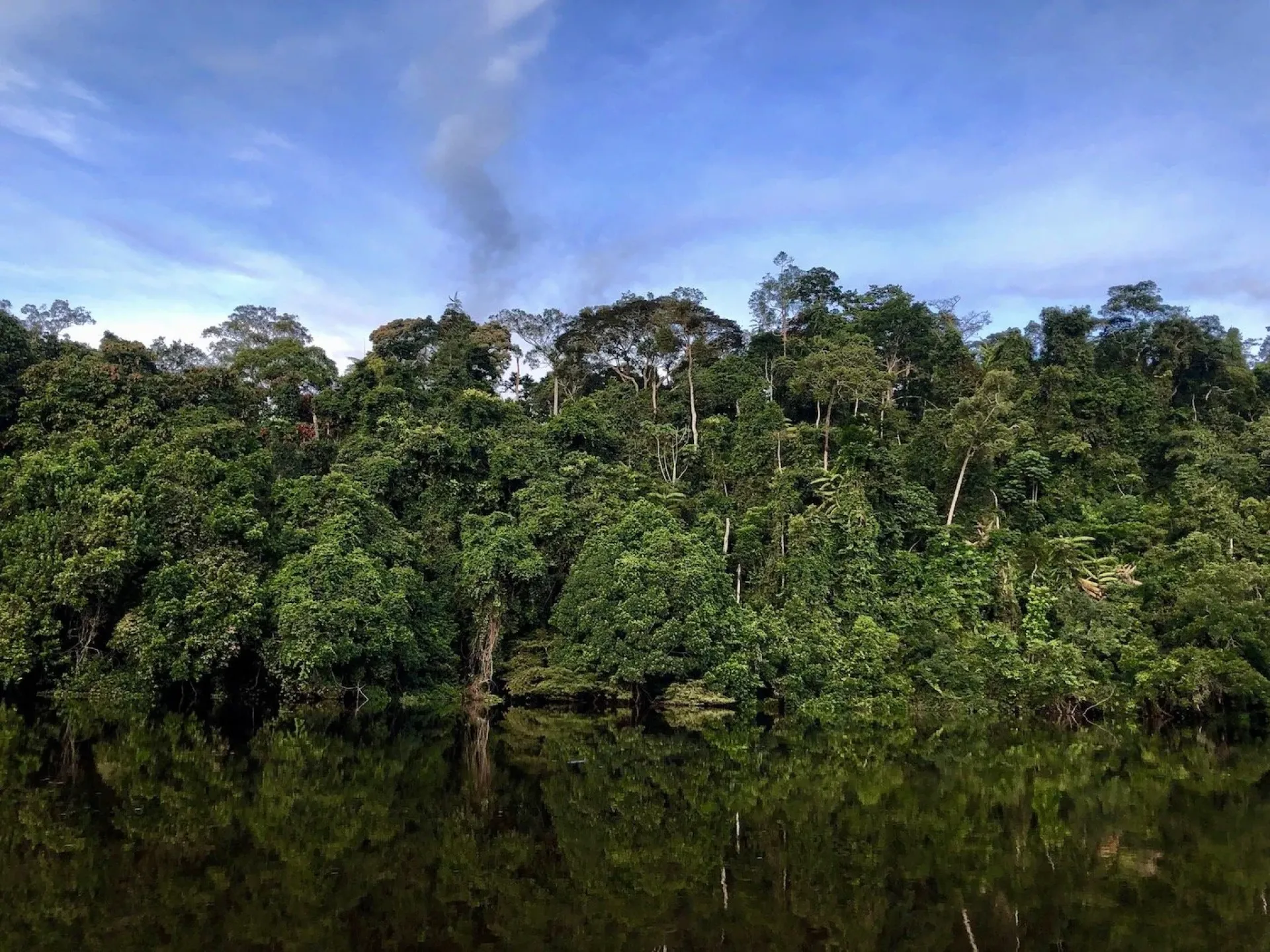 Dja rainforest complex-global conservation