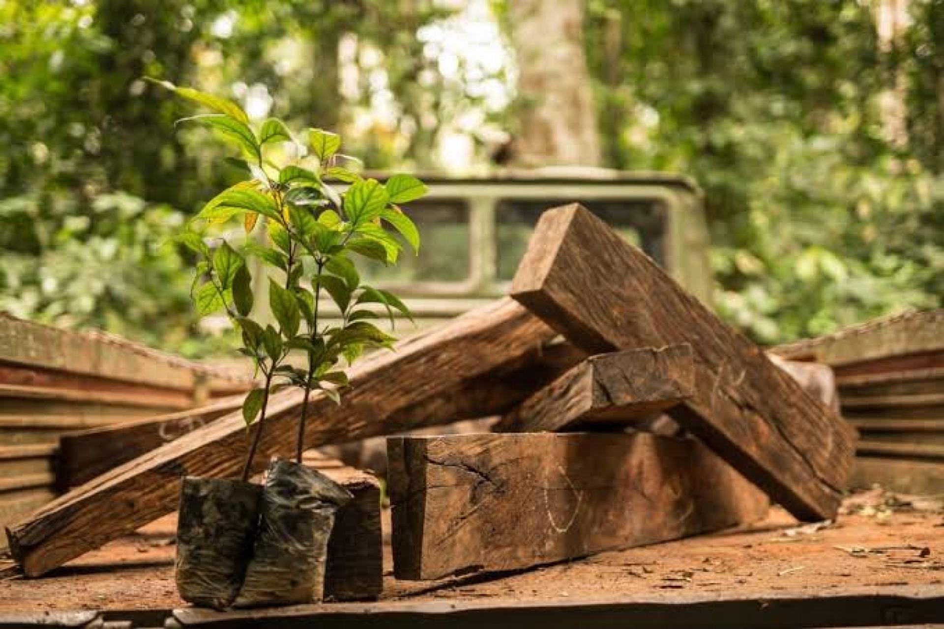 plank and plant Ebony project